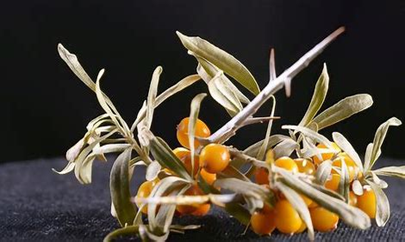 沙棘油